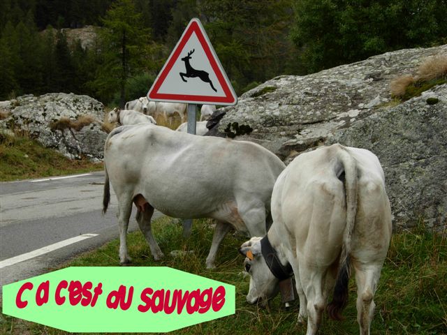 animaux.sauvages