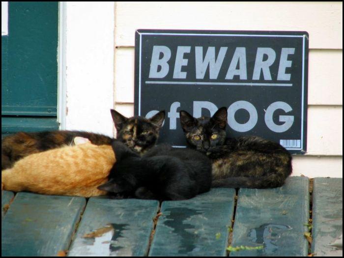 beware.of.dog