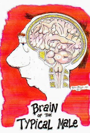 cerveau.homme