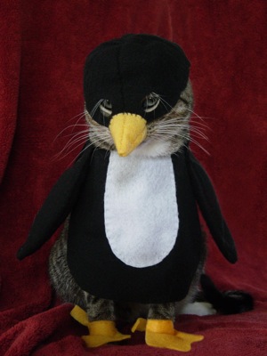 Chat pingouin