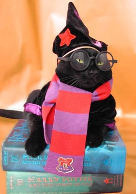 Chat potter