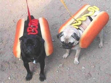 chien.hot dog