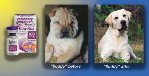 dog_botox_before after
