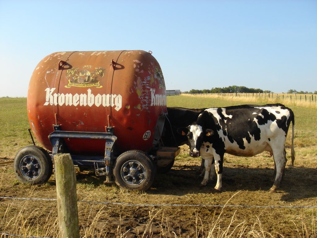 kronenbourg.vaches