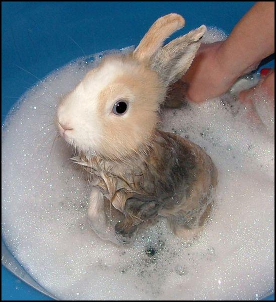 Lavons le lapin