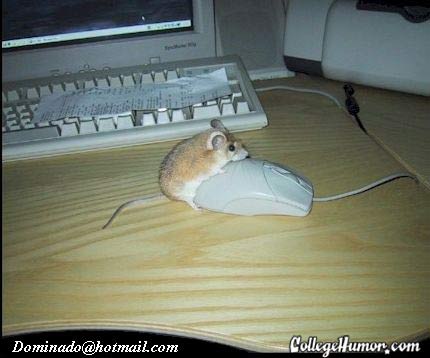 mouse theoffice