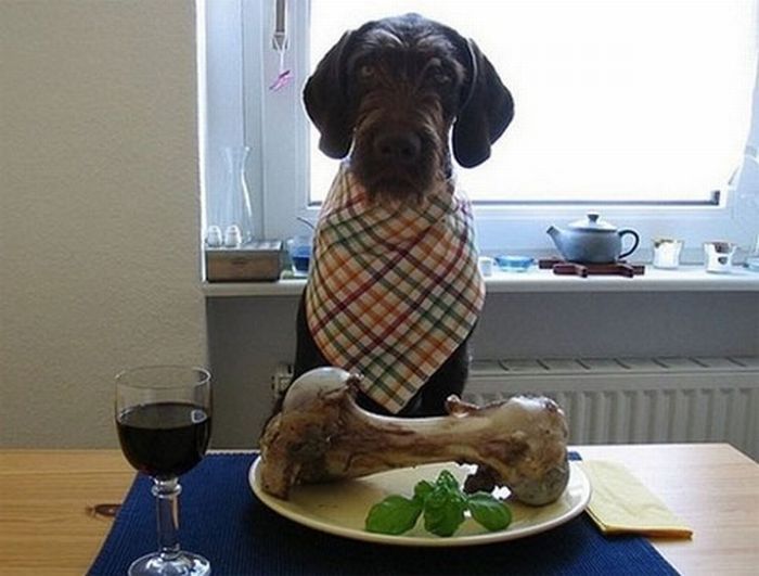 Repas équilibré pour votre chien