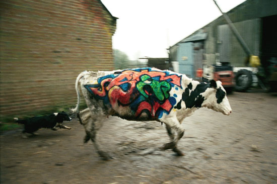 running cow