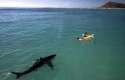 humour image photo canoe requin