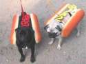 humour image photo chien.hot dog