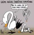 humour image photo grippe aviaire cygnes avant coureurs