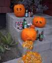 humour image photo Halloween, citrouilles malades