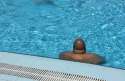 humour image photo Illusion d'optique à la piscine