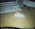 humour image photo mouse theoffice