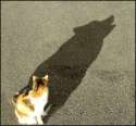 humour image photo Ombre chat