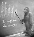 humour image photo origine des singes