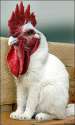 humour image photo origine.grippe.aviaire.chat