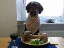 humour image photo Repas équilibré pour votre chien