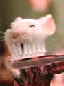 humour image photo Stuart litlle se brosse les dents