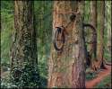 humour image photo Vélo fusionné dans un arbre