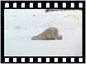 humour image photo aller.au.boulot.le.lundi