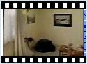 chat.ventilateur humour image photo chat.ventilateur