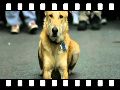 humour image photo Loukanikos : chien anti-crs