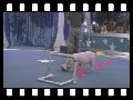 humour image photo Cochon incroyable