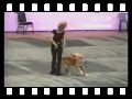 humour image photo grease.chien