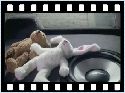 pub.blaupunkt.lapin.ours humour image photo pub.blaupunkt.lapin.ours