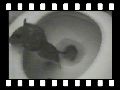 humour image photo rat.propre