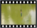 humour image photo saut.elastique.croccodile