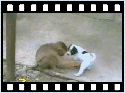 toute.petite_chiot humour image photo toute.petite_chiot