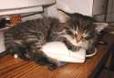 humour image photo CatGotIt