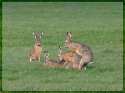 humour image photo ah les lapins
