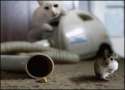 humour image photo ambuscade souris