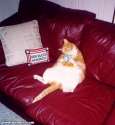 humour image photo american cat