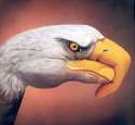 humour image photo animain aigle