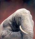 humour image photo animain elephant 2