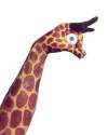 humour image photo animain girafe