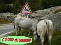 humour image photo animaux sauvages
