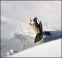humour image photo atterissage rate