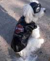 humour image photo chien biker