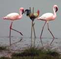 humour image photo echasses coq