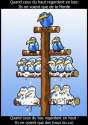 humour image photo hierarchie oiseaux