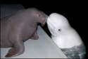 humour image photo interracial kiss