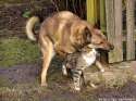 humour image photo s'aimer comme chien et chat